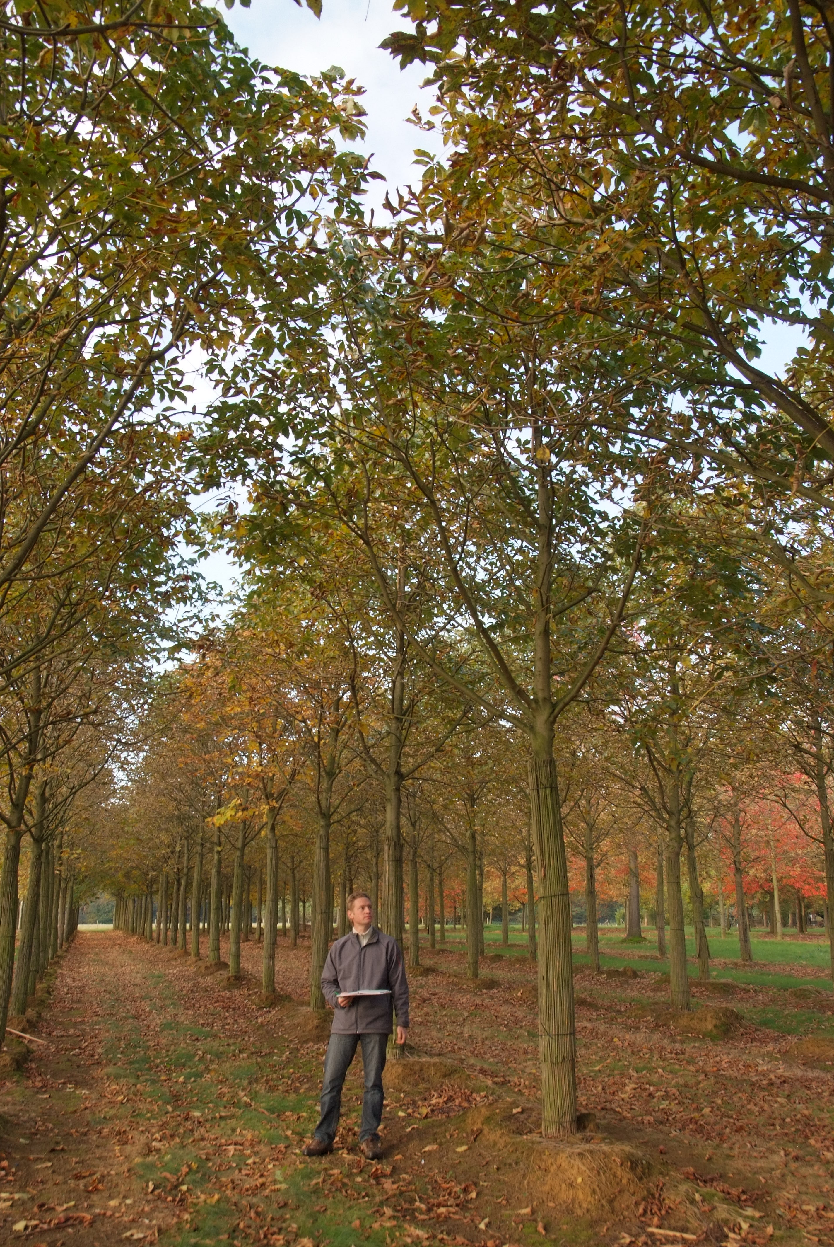 ცხენისწაბლა - ბაუმანი